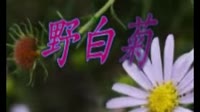 野白菊朗诵ok版