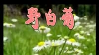 野白菊朗诵ok修改版