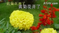 黄菊花开了